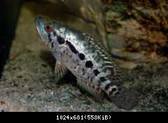 Parachromis managuensis