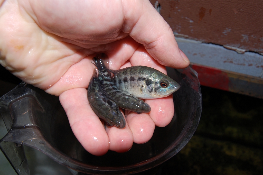 Parachromis managuensis