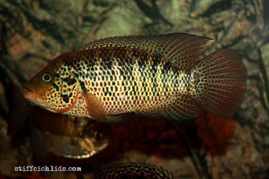 Parachromis motaguensis