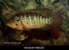 Parachromis motaguensis