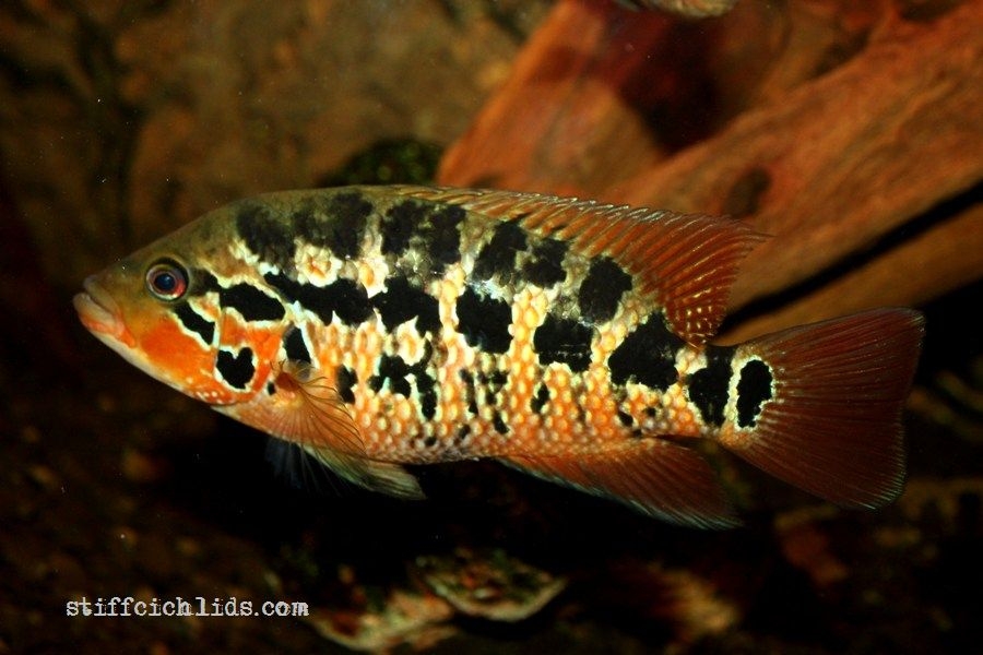 Parachromis motaguensis