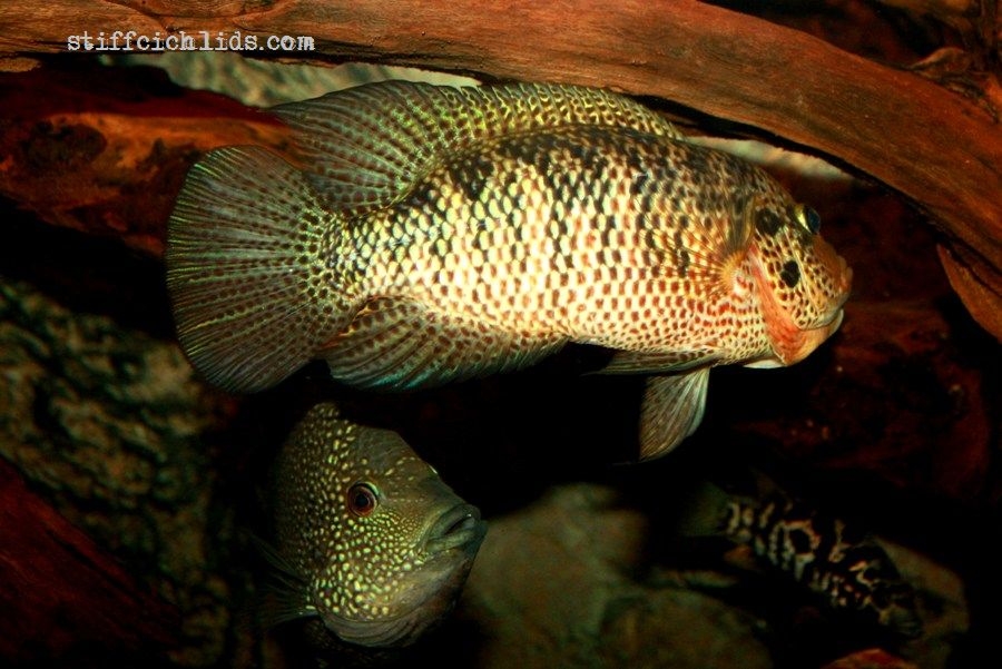 Parachromis motaguensis