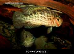 Parachromis motaguensis