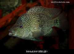 Herichthys cyanoguttatus