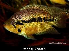 Parachromis loisellei