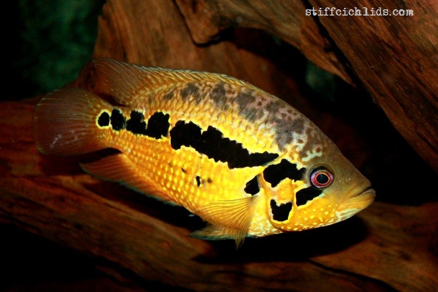 Parachromis loisellei