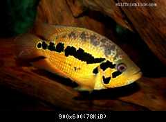 Parachromis loisellei