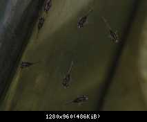 Parachromis motaguensis