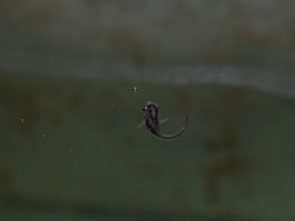 Parachromis motaguensis