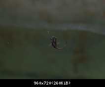 Parachromis motaguensis