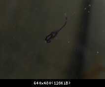 Parachromis motaguensis