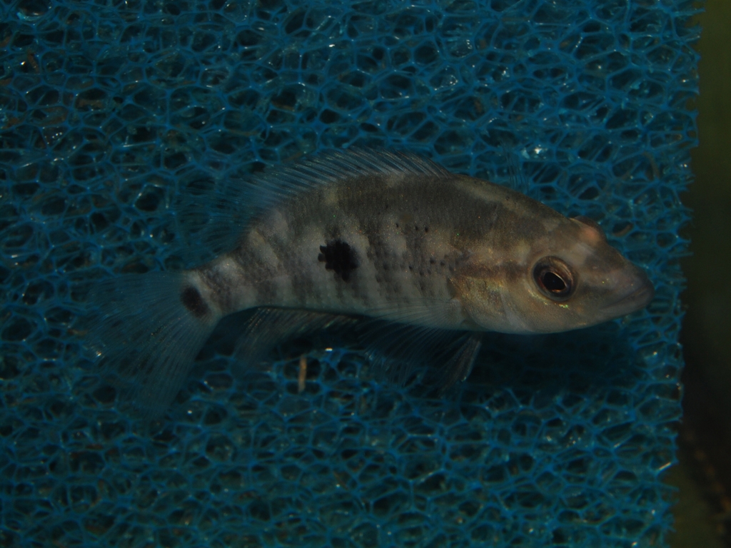Parachromis dovii
