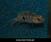 Parachromis dovii