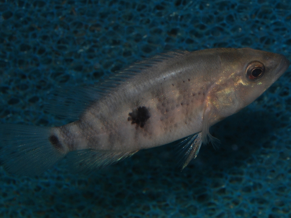 Parachromis dovii