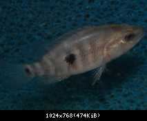 Parachromis dovii