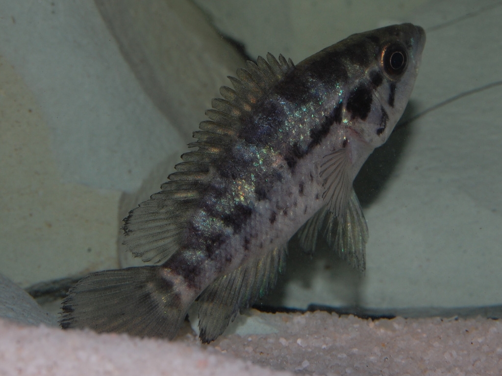 Parachromis managuensis