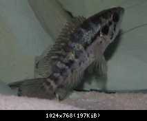 Parachromis managuensis