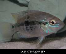 Cichlasoma salvini