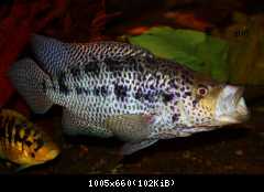 parachromis managuensis