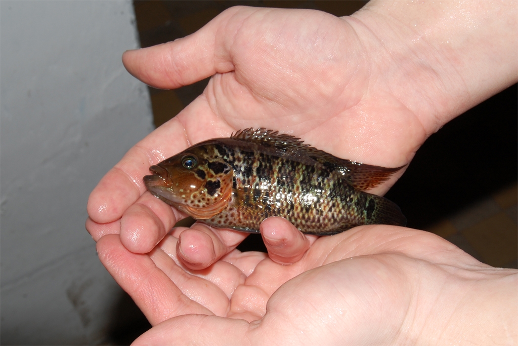 Parachromis motaguensis