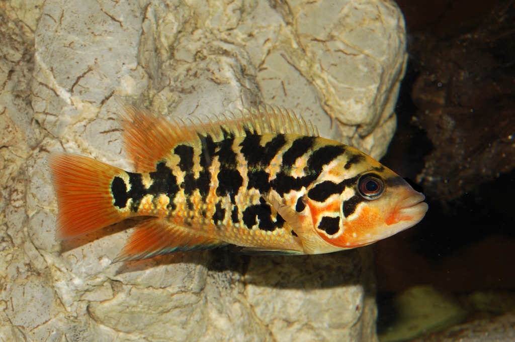 Parachromis motaguensis