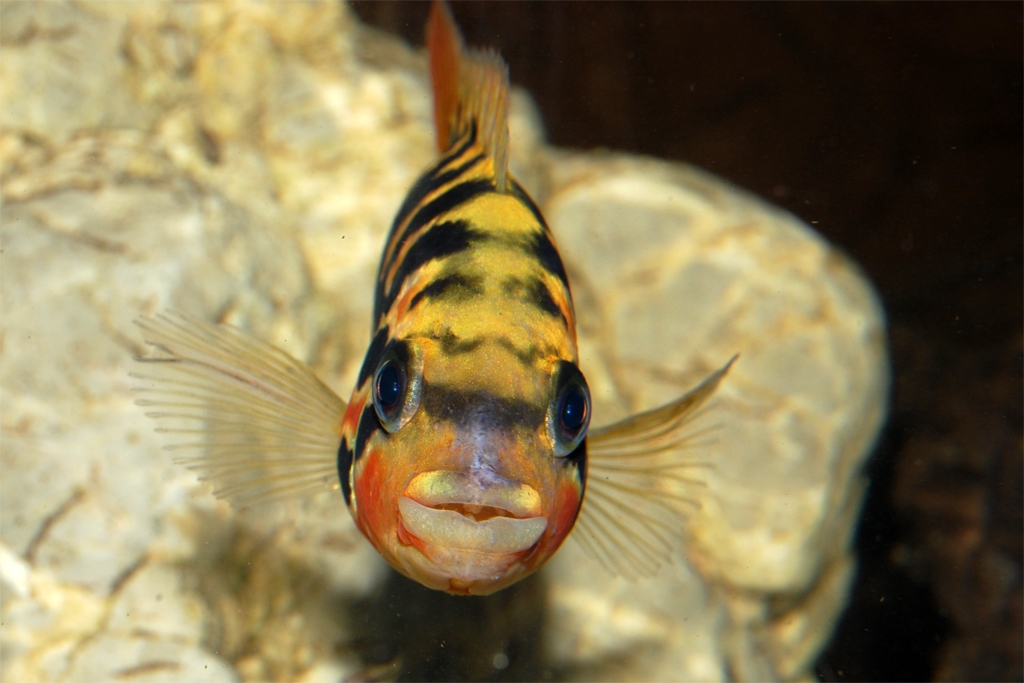 Parachromis motaguensis