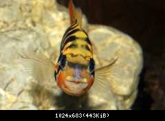 Parachromis motaguensis
