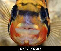 Parachromis motaguensis