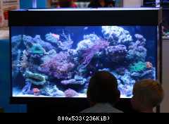 Internationale cichlidentage - Duisburg