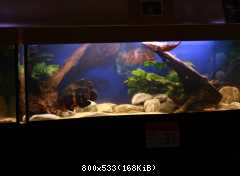 Internationale cichlidentage - Duisburg