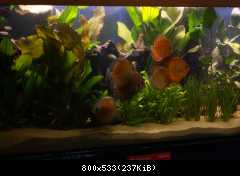 Internationale cichlidentage - Duisburg