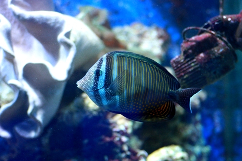 Pet Shop Zoo Zajac - Duisburg