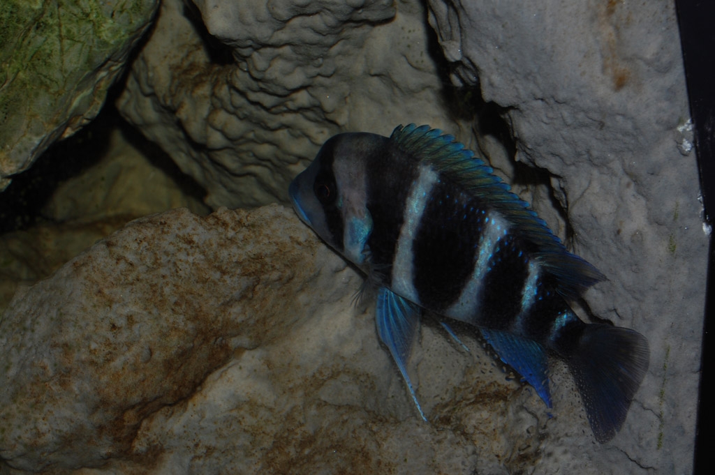 Cyphotilapia frontosa, Burundi