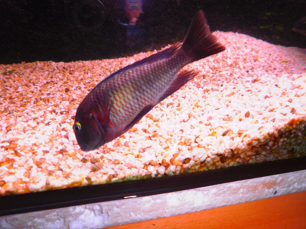 tropheus lufubu"Purple Rainbow"