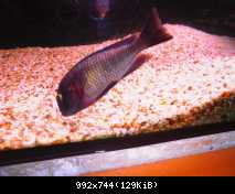 tropheus lufubu"Purple Rainbow"