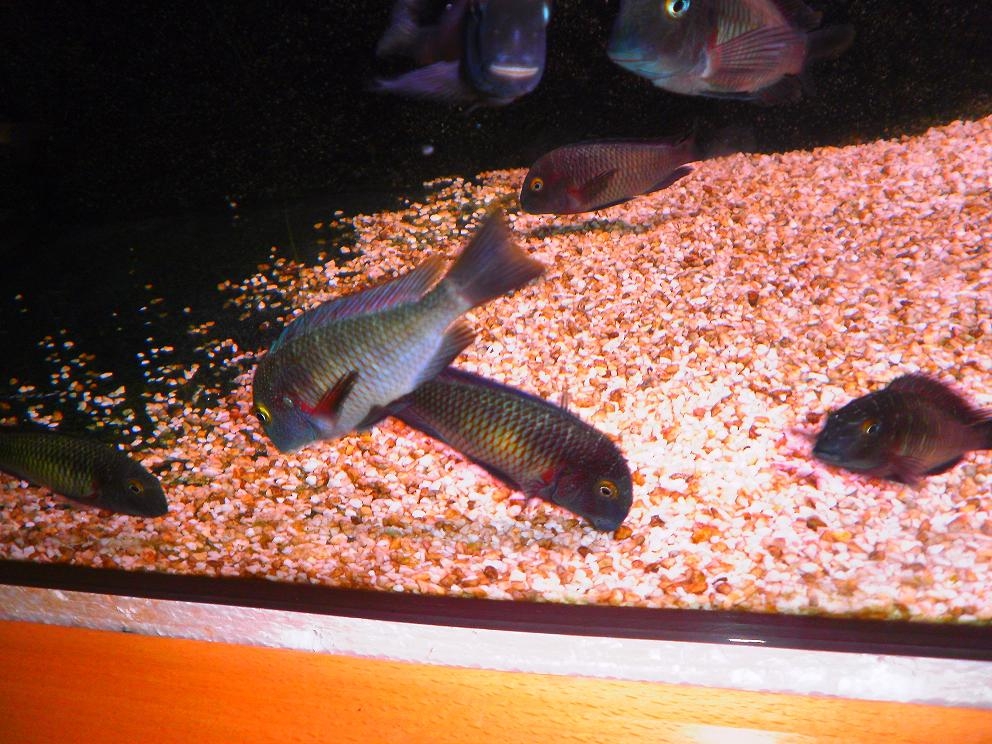 tropheus lufubu"Purple Rainbow"