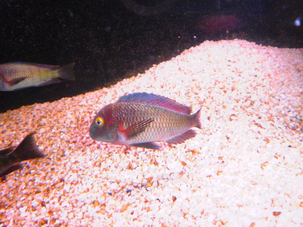 tropheus lufubu"Purple Rainbow"