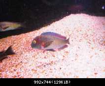 tropheus lufubu"Purple Rainbow"