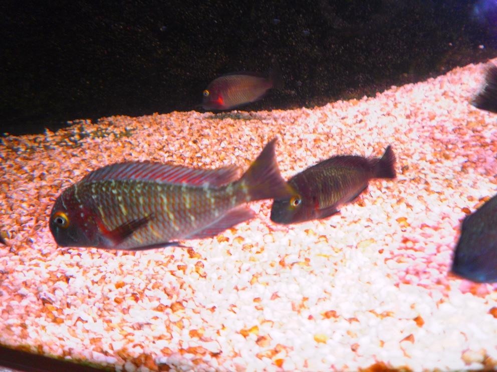 tropheus lufubu "Purple Rainbow"