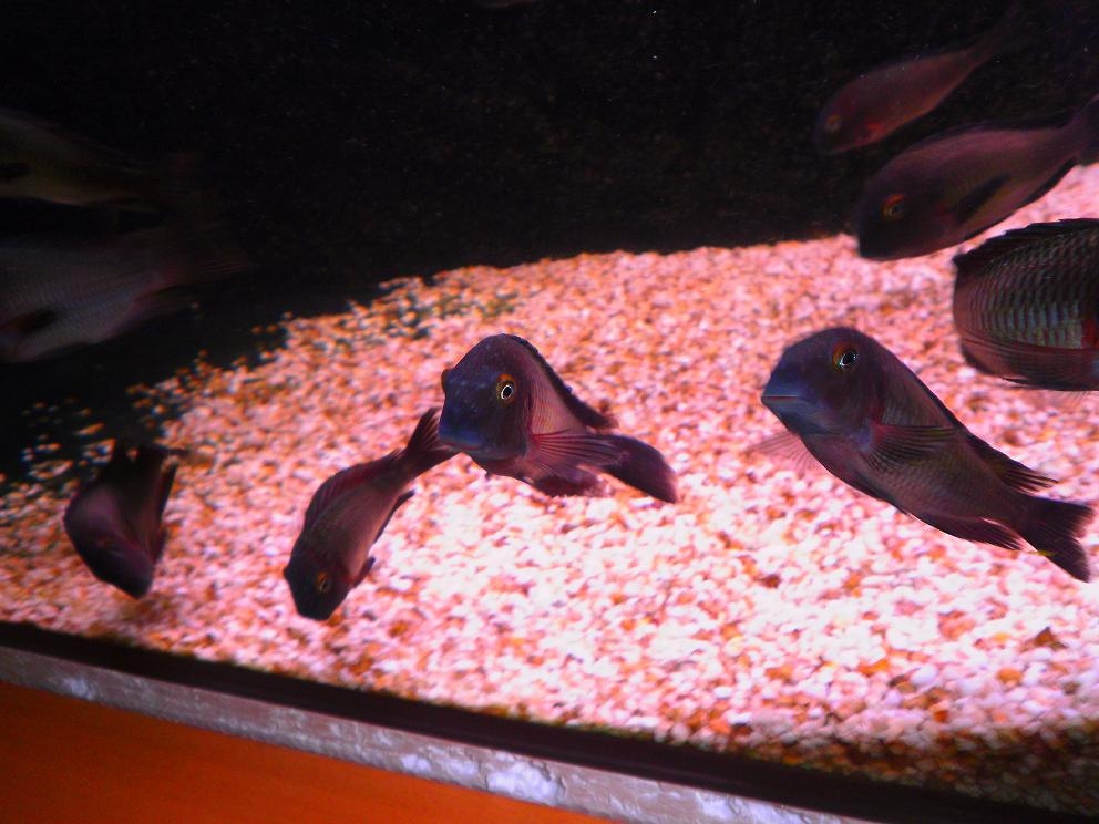 tropheus lufubu"Purple Rainbow"