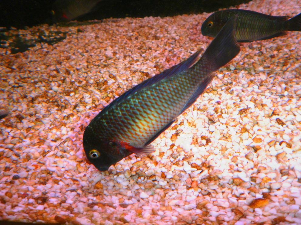 tropheus  lufubu"Purple Rainbow"