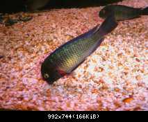 tropheus  lufubu"Purple Rainbow"