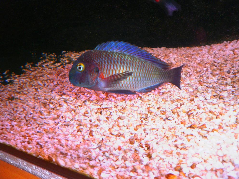 tropheus lufubu"Purple Rainbow"