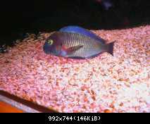 tropheus lufubu"Purple Rainbow"