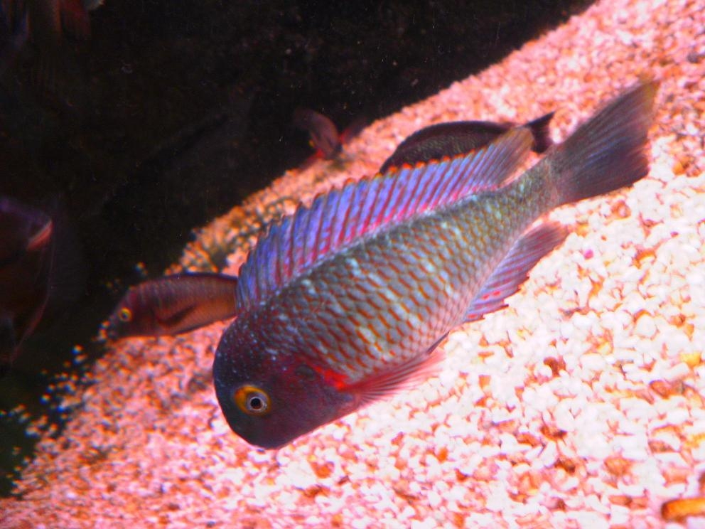 tropheus lufubu"Purple Rainbow"