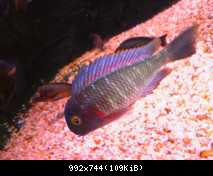 tropheus lufubu"Purple Rainbow"