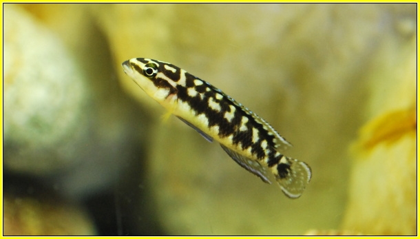 Julidochromis transcriptus-keleme