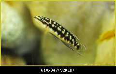 Julidochromis transcriptus-keleme