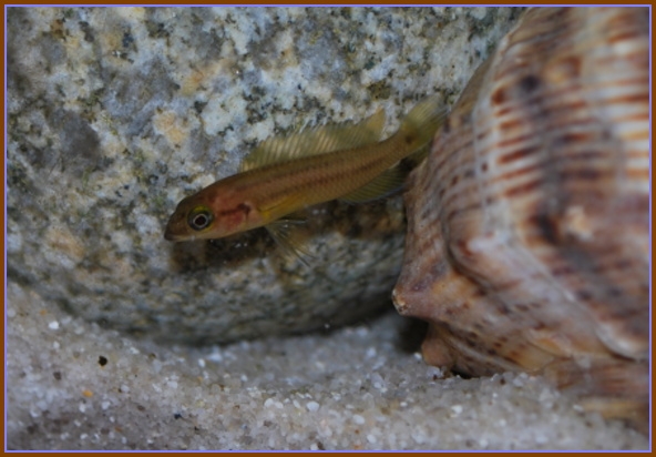 Challinochromis bifrenatus-gold