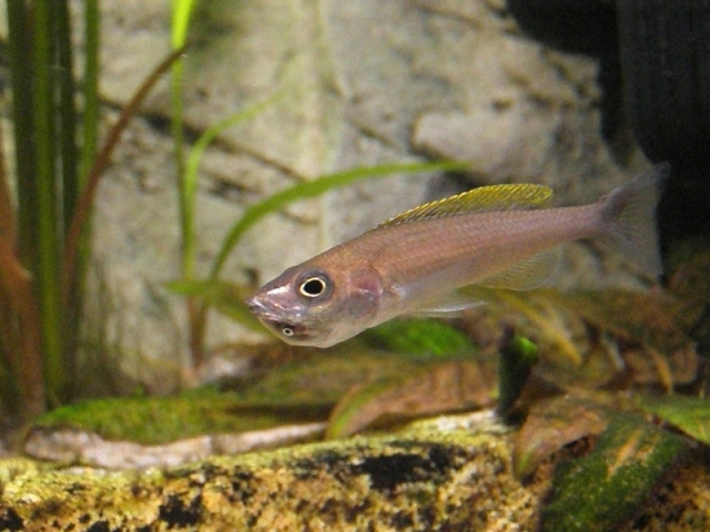 Cyprichromis